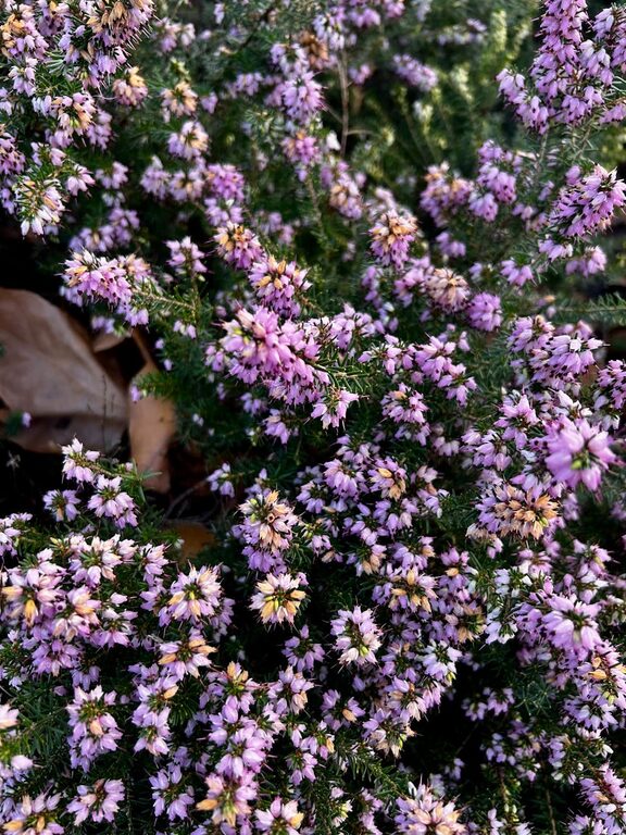 Tips for Creating a Beautiful and Low-Maintenance Garden Year-Round
